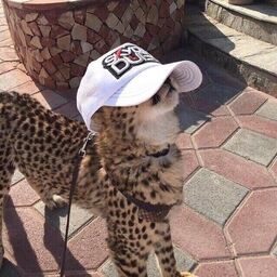 @speedycat