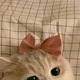 @jongupdf
