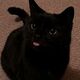 @fauxcats