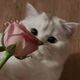 @thepinkeucat