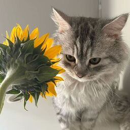 @0rosemirror